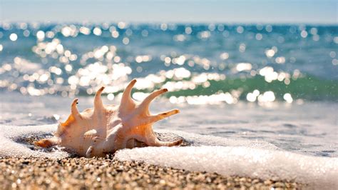 Sea Shells Wallpapers - Wallpaper Cave