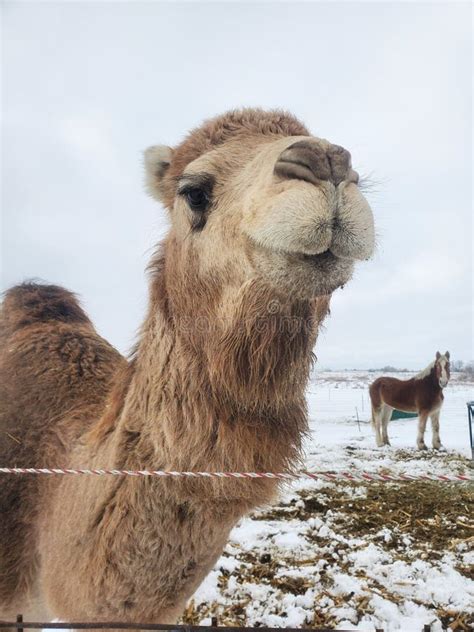 Camel in the snow stock photo. Image of blue, blizzard - 11924054