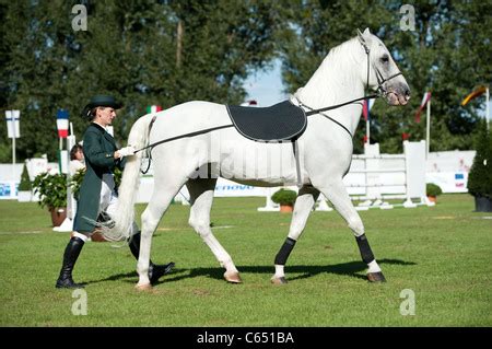 Demonstration of classical dressage of Lipizzan stallion during Grand ...