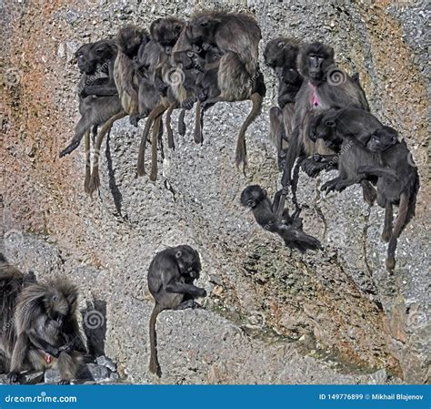 Gelada baboons 2 stock image. Image of population, funny - 149776899