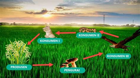 Pengertian Ekosistem, Komponen, Keanekaragaman Dll (Terlengkap)