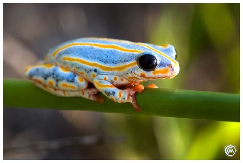 3 days of diving in Mozambique | Animals, Cute frogs, Funny frogs