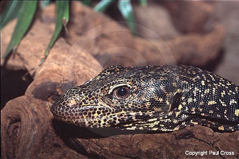 Blue Tailed Monitor - Canon Eos 3 | San diego zoo, Diego, Zoo