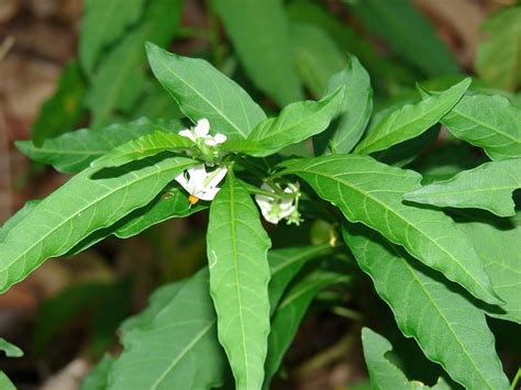 Solanum pseudocapsicum (Jerusalem-cherry nightshade): Go Botany