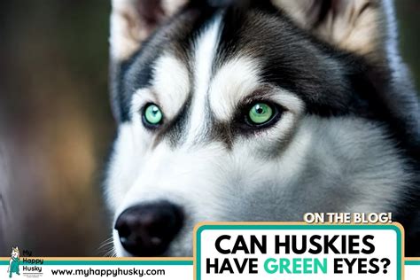 Why Do Huskies Eyes Change Color