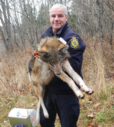 Eastern coyote, a wolf hybrid, confirmed in Gatineau Park | CBC News