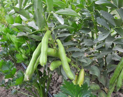 How To Grow High Yielding Fava Bean (Broad Bean) Plants