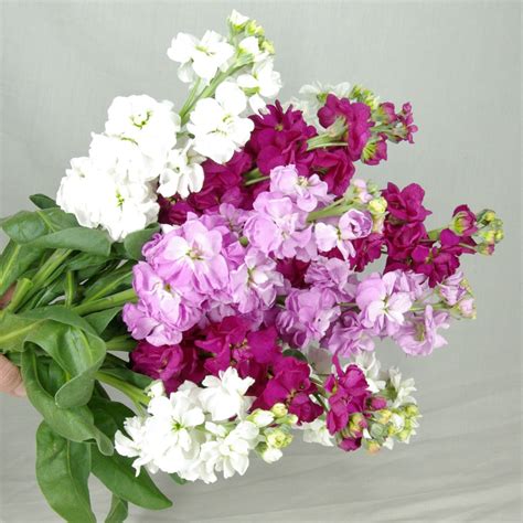 Stock Flowers Bunch | Send Flowers Melbourne | Classic Bouquets