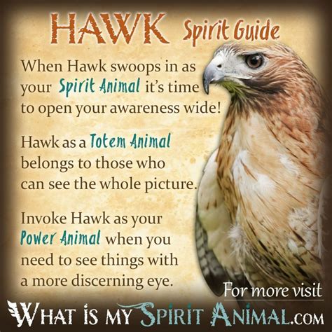 Hawk Symbolism & Meaning | Spirit, Totem & Power Animal | Power animal ...