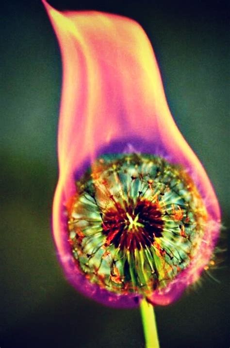 Fire Flower : r/pics