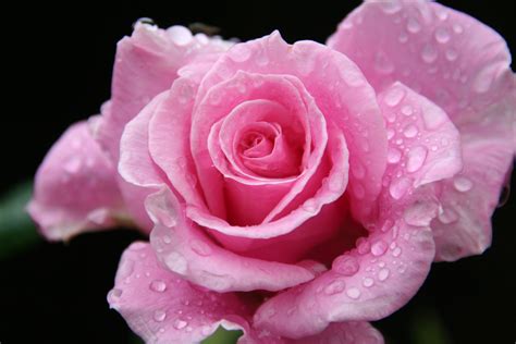 Raindrops on roses... | Types of flowers, Rose, Flower drawing