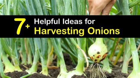 Onion Harvesting Guide - How and When to PIck Onions