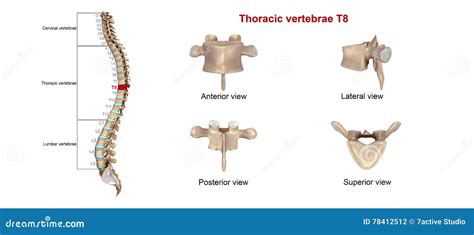 Thoracic vertebrae T8 stock illustration. Illustration of backbone - 78412512