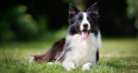 Border Collie Dog Breed: Facts, Temperament and Care Info