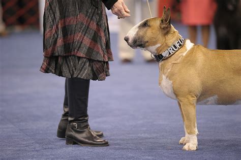 Akc Dog Show 2025 Time - Carol Paige