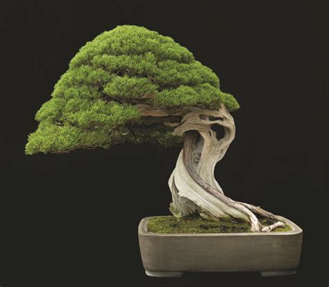 20 Breathtaking Bonsai Trees #bonsaitrees | Bonsai tree, Indoor bonsai ...