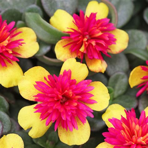 Portulaca Colorblast Double Bicolour | Purslane flowers, Plants, Moss ...