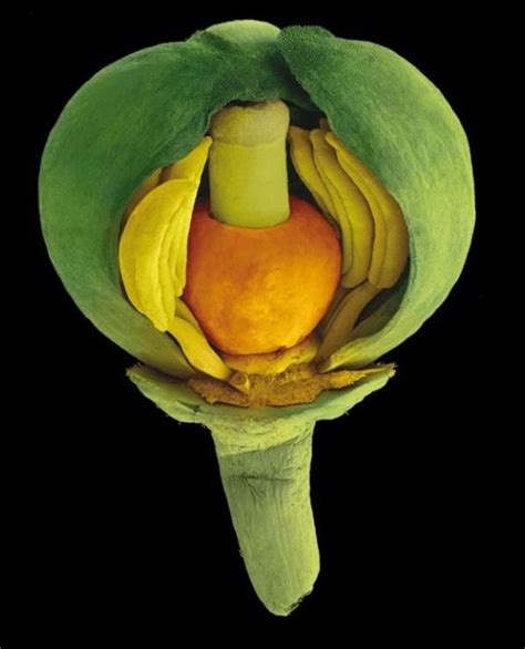 Microscopic Images Of Seeds | Seed pods, Seeds, Microscopic images