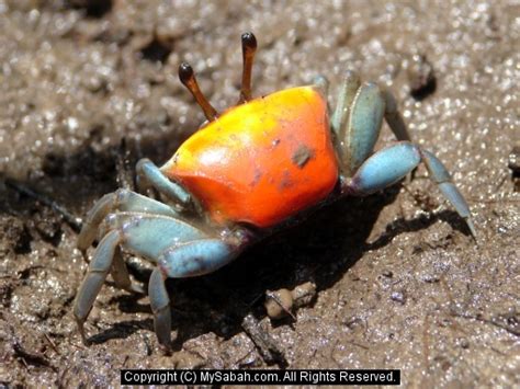 Borneo Fiddler Crabs, Sabah, Malaysia/fiddler-crab-dsc09268