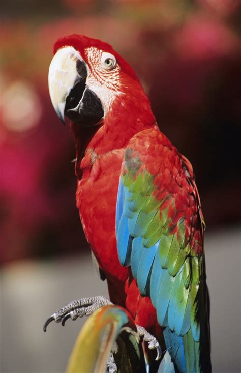 Red Macaw Parrot Closeup. PosterPrint - Item # VARDPI1978567 - Posterazzi