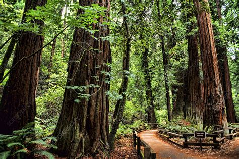 Redwood Trees, Muir Woods, San Francisco - Stock Image - C017/5667 - Science Photo Library