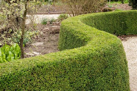 Buy Lonicera Nitida Elegant Hedging Plants | Hopes Grove Nurseries