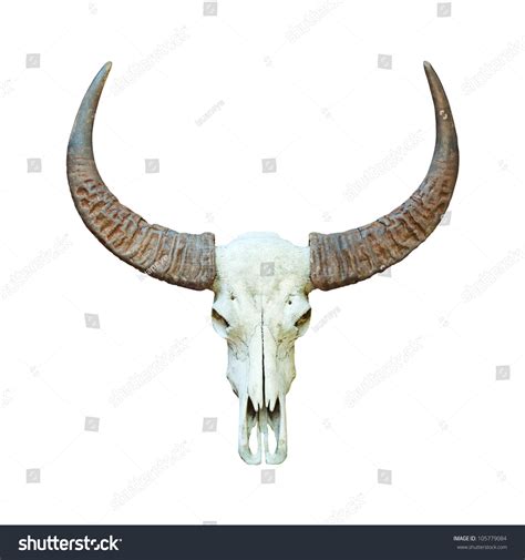 Buffalo Skull Isolated Stock Photo 105779084 | Shutterstock