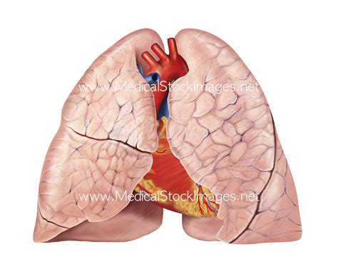 Medical illustration of heart & lung anatomy – Medical Stock Images Company