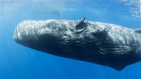 Do Whales Sleep? Exploring the Sleeping Habits of These Majestic ...