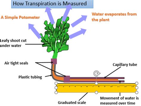 Key Stage 3 Bioenergetics - respiration and photosynthesis | Teaching ...