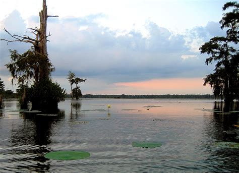 Living Rootless: Louisiana: Lake Martin, Late Summer, #2