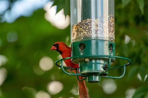 What Kind of Bird Seed Do Cardinals Like? - Bird Feeder Hub