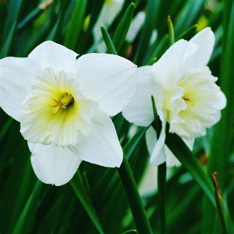 White daffodils #flowers #flower #midwest #spring #daffodils #nature #photography #white #bloom ...