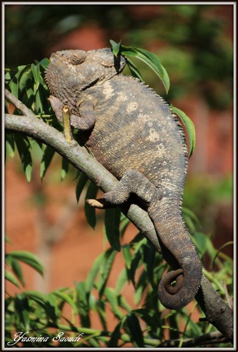 Chameleon | Chameleon, Madagascar, Lizard