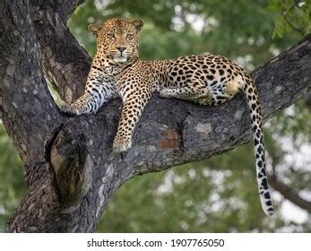 Male Leopard Sitting Tree Stock Photo 1907765050 | Shutterstock