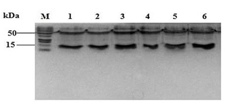 SDS-PAGE for protein extracts from the three test isolates kDa ...