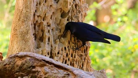 Crows were recorded using tools in their natural habitat