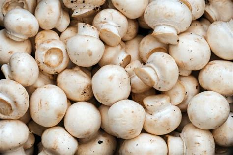 How to Grow Button Mushrooms: Grow Guide – Backyard Sidekick