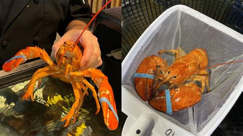 Rare 1-in-30 million orange lobster has found new home at South ...