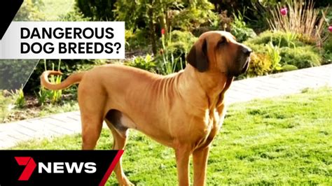 Dog attack sparks debate over safety of owning certain breeds | 7NEWS