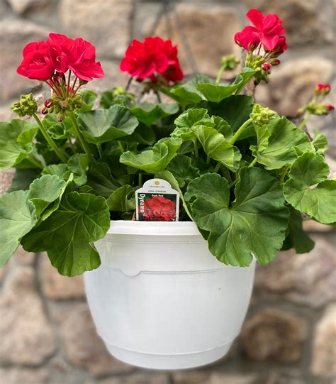 Geranium Dark Red Hanging Basket - Outdoor Showplace