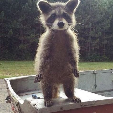 American Woodsman | Cute animals, Cute animal pictures, Cute baby animals