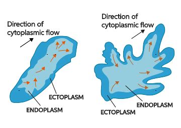 Amoeboid Motion