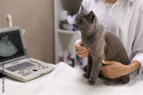 Grey cat at ultrasound procedure in veterinary clinic, closeup Stock Photo | Adobe Stock