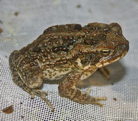 Cane toads in Australia - Wikipedia