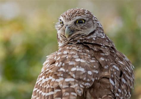 Burrowing Owl in Florida stock photo. Image of breeding - 115484464