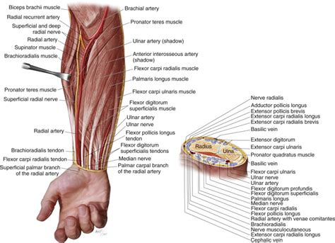 Radial Forearm Flap | Pocket Dentistry