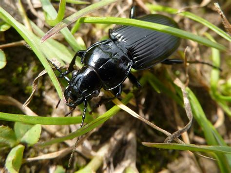 Black Ground Beetle - Pterostichus melanarius 1a | A black g… | Flickr