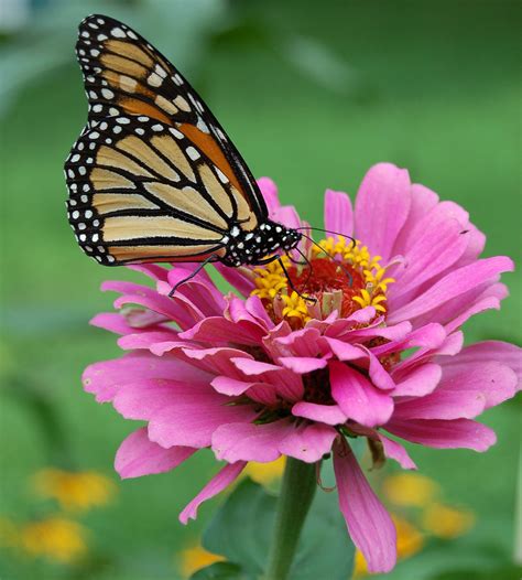 10 Flowers that Attract Monarch Butterflies | Growing Organic