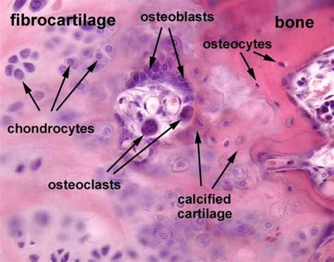 SIU SOM Histology SSB | Tissue types, Bones, Anatomy and physiology